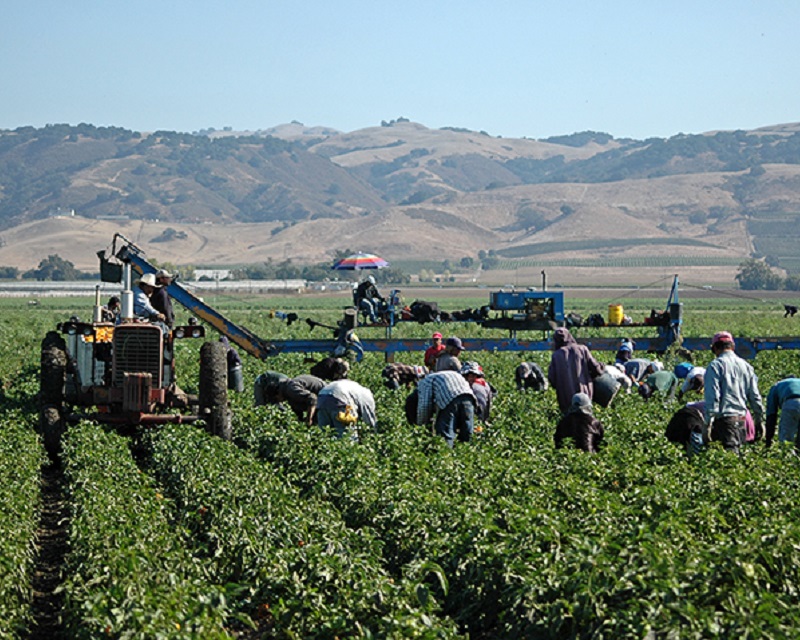 Human Labor trafficking in Agriculture